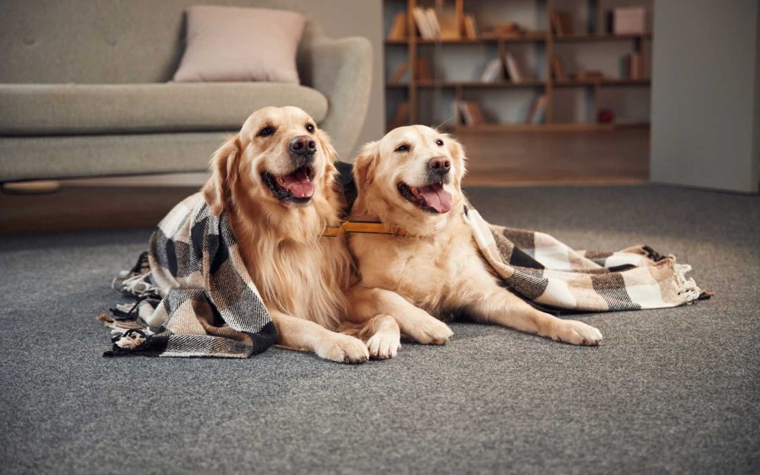 Carpet Cleaning for Pet Owners: Best Practices for Odour and Hair Removal
