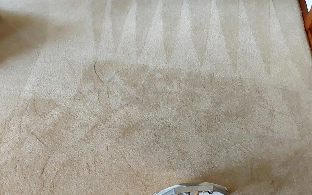 The Hidden Bacteria Beneath Your Feet: Why Carpet Cleaning Matters